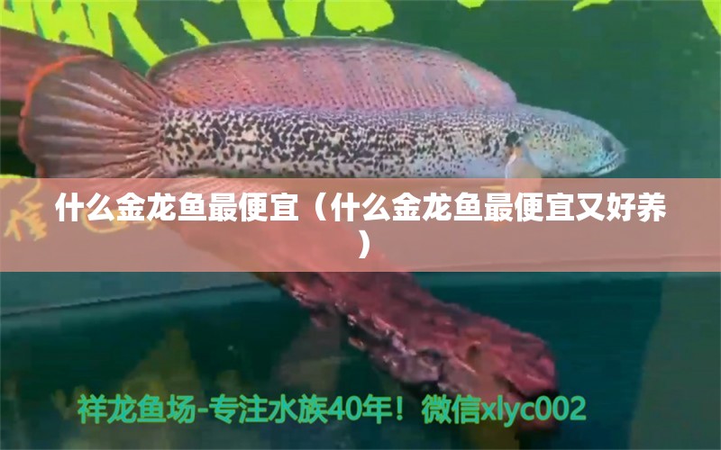 什么金龙鱼最便宜（什么金龙鱼最便宜又好养） 广州龙鱼批发市场