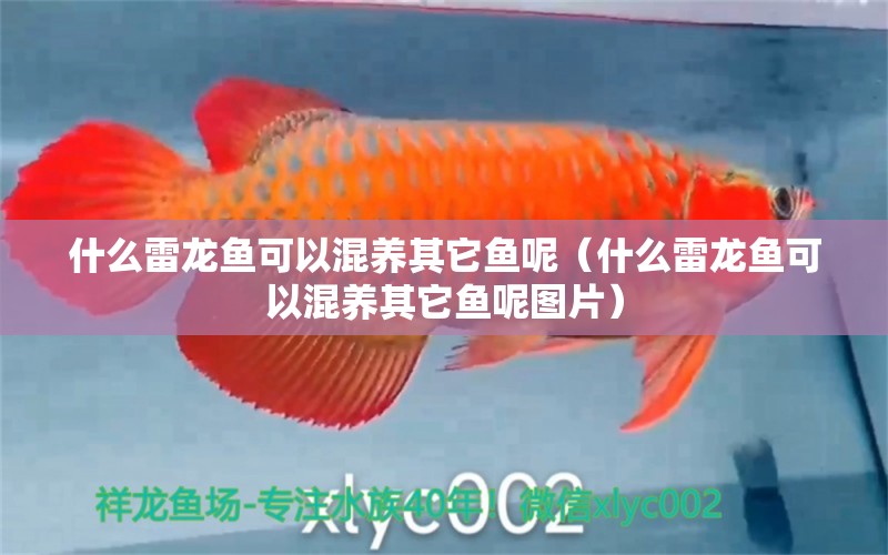 什么雷龙鱼可以混养其它鱼呢（什么雷龙鱼可以混养其它鱼呢图片） 广州龙鱼批发市场
