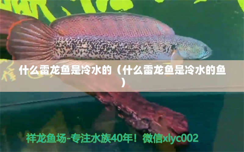 什么雷龙鱼是冷水的（什么雷龙鱼是冷水的鱼）