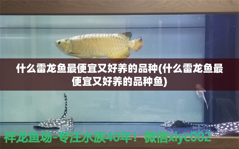 什么雷龙鱼最便宜又好养的品种(什么雷龙鱼最便宜又好养的品种鱼) 白子银龙鱼苗