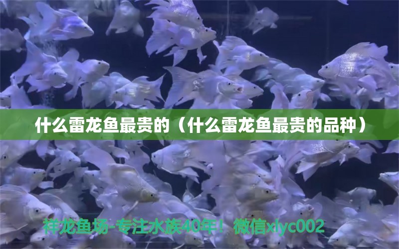 什么雷龙鱼最贵的（什么雷龙鱼最贵的品种）