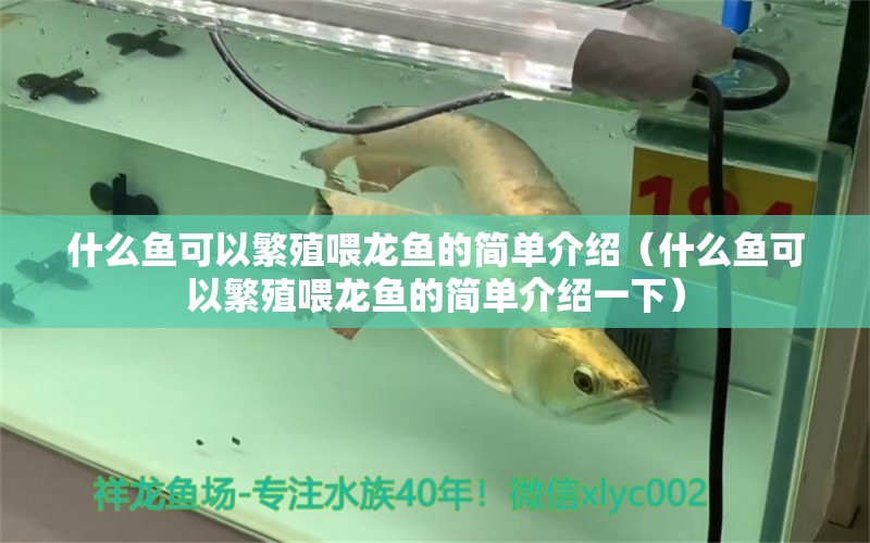 什么鱼可以繁殖喂龙鱼的简单介绍（什么鱼可以繁殖喂龙鱼的简单介绍一下） 广州龙鱼批发市场