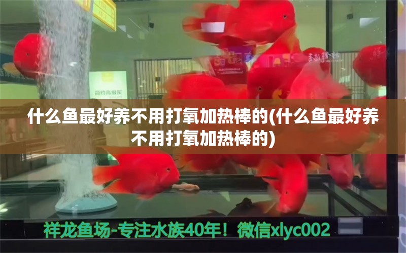 什么鱼最好养不用打氧加热棒的(什么鱼最好养不用打氧加热棒的) 泰国斗鱼