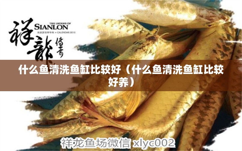 什么鱼清洗鱼缸比较好（什么鱼清洗鱼缸比较好养） 祥龙水族医院