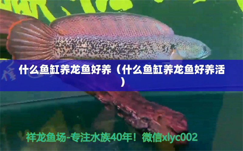 什么鱼缸养龙鱼好养（什么鱼缸养龙鱼好养活）