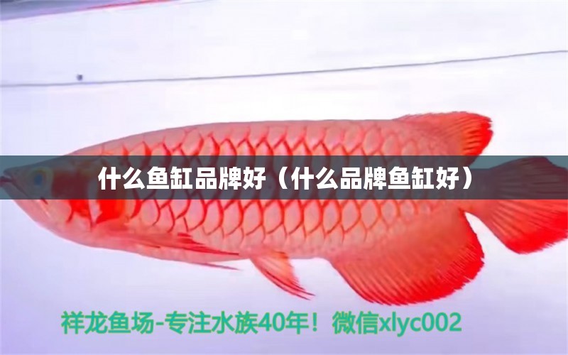 什么鱼缸品牌好（什么品牌鱼缸好） 三色锦鲤鱼 第1张