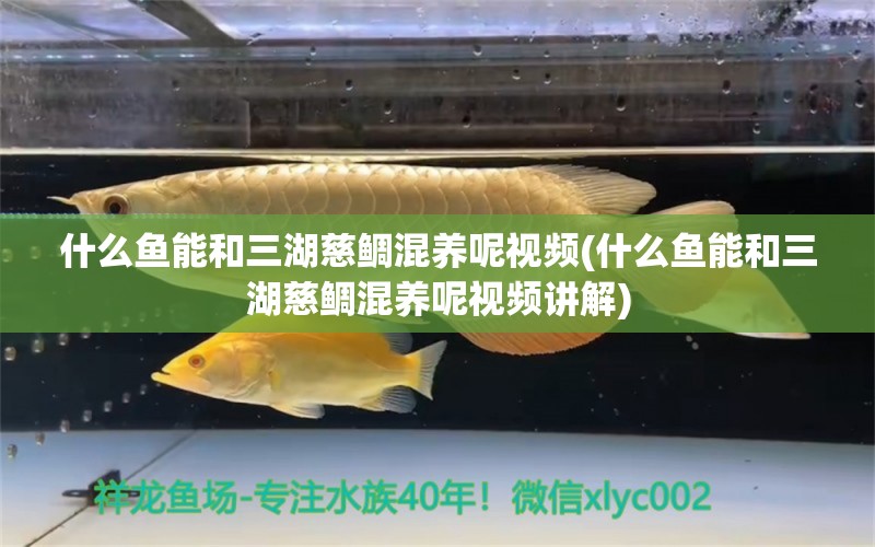 什么鱼能和三湖慈鲷混养呢视频(什么鱼能和三湖慈鲷混养呢视频讲解) 巴西亚鱼