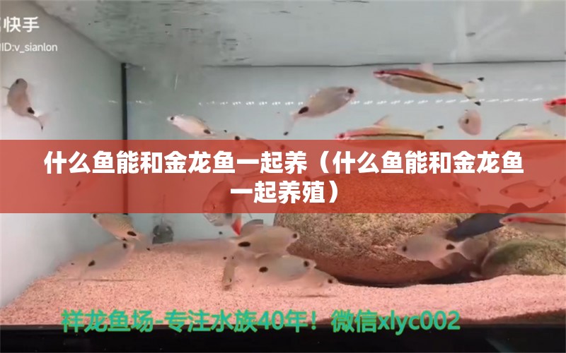 什么鱼能和金龙鱼一起养（什么鱼能和金龙鱼一起养殖）