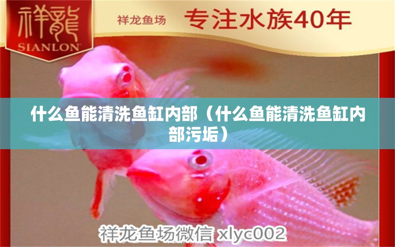 什么鱼能清洗鱼缸内部（什么鱼能清洗鱼缸内部污垢） 祥龙水族医院