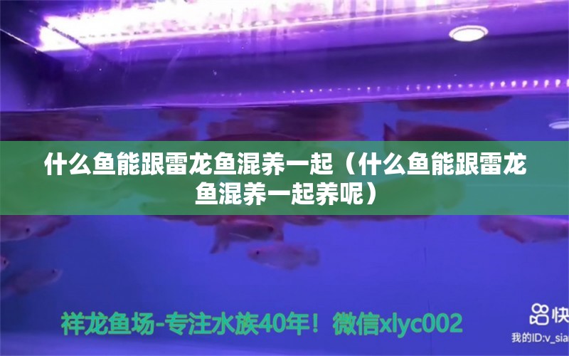 什么鱼能跟雷龙鱼混养一起（什么鱼能跟雷龙鱼混养一起养呢） 广州龙鱼批发市场