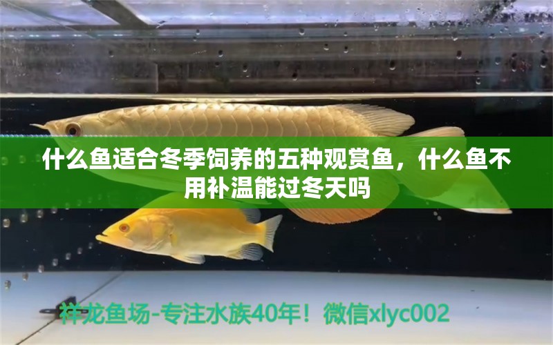 什么鱼适合冬季饲养的五种观赏鱼，什么鱼不用补温能过冬天吗 观赏鱼