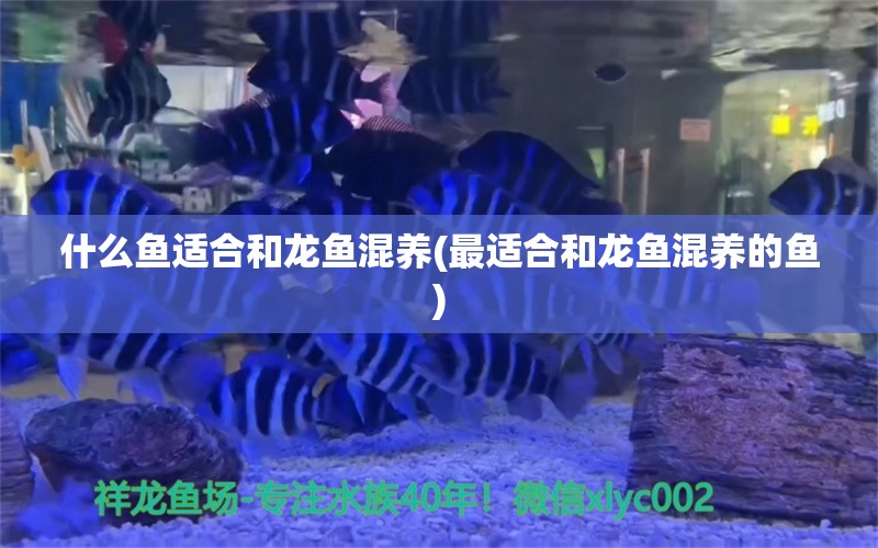 什么鱼适合和龙鱼混养(最适合和龙鱼混养的鱼)