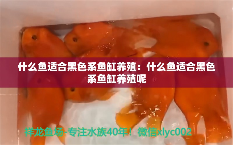 什么鱼适合黑色系鱼缸养殖：什么鱼适合黑色系鱼缸养殖呢 观赏鱼市场（混养鱼）