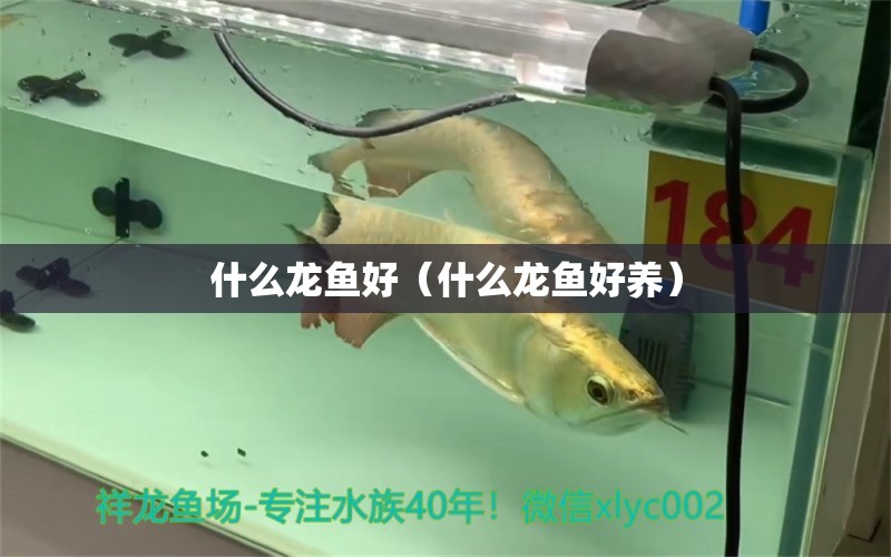 什么龙鱼好（什么龙鱼好养） 广州龙鱼批发市场