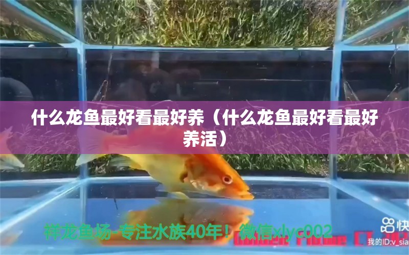 什么龙鱼最好看最好养（什么龙鱼最好看最好养活）