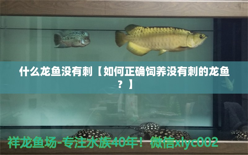 什么龙鱼没有刺【如何正确饲养没有刺的龙鱼？】 水族问答 第2张