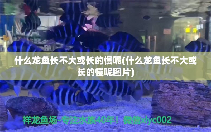 什么龙鱼长不大或长的慢呢(什么龙鱼长不大或长的慢呢图片) 黑帝王魟鱼