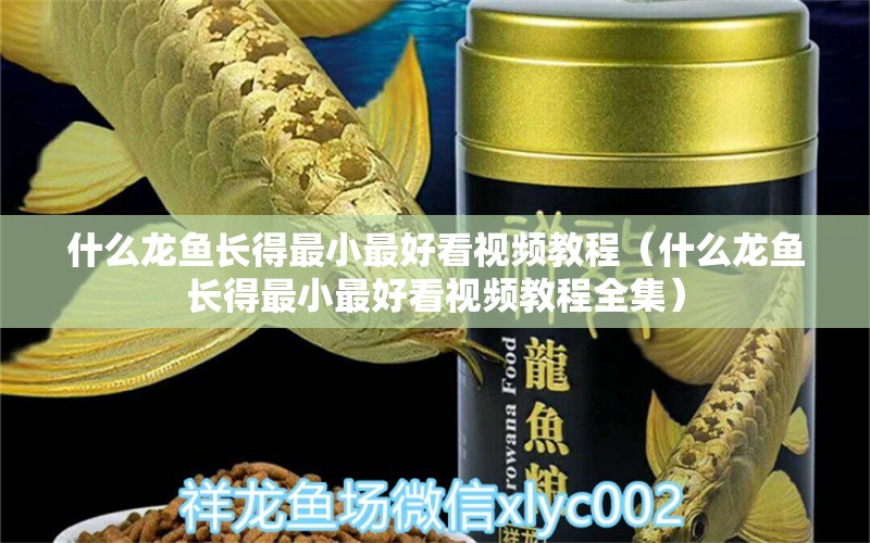 什么龙鱼长得最小最好看视频教程（什么龙鱼长得最小最好看视频教程全集） 广州龙鱼批发市场