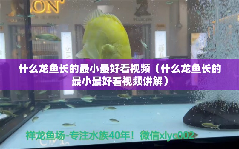 什么龙鱼长的最小最好看视频（什么龙鱼长的最小最好看视频讲解） 广州龙鱼批发市场