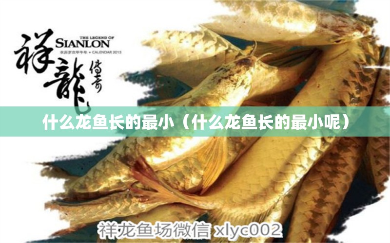 什么龙鱼长的最小（什么龙鱼长的最小呢） 广州龙鱼批发市场