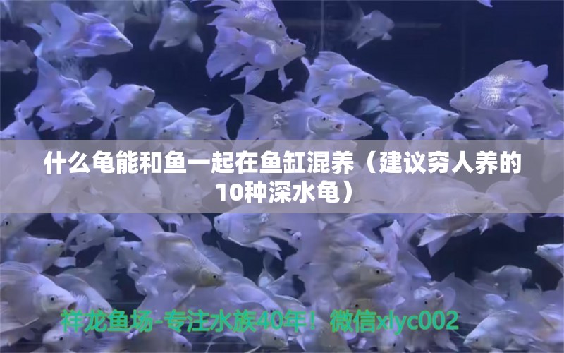 什么龟能和鱼一起在鱼缸混养（建议穷人养的10种深水龟） 乌龟