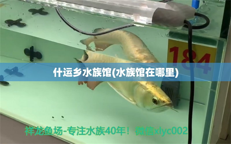 什运乡水族馆(水族馆在哪里) 黑金魟鱼 第1张