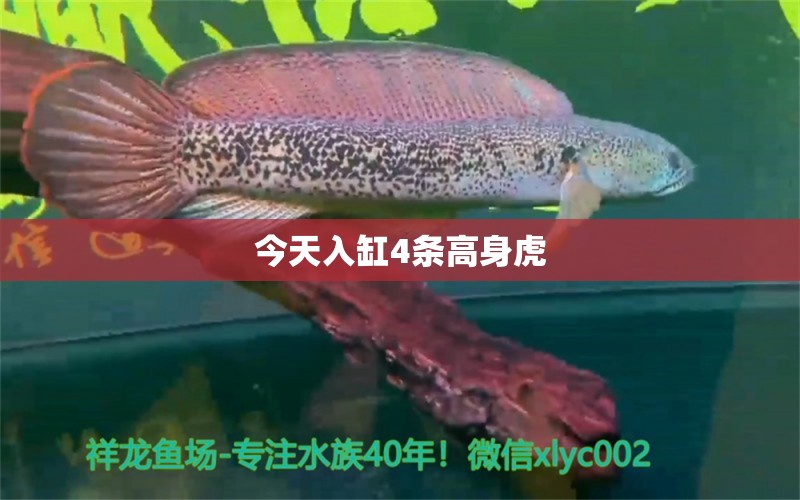 今天入缸4条高身虎 观赏鱼论坛 第2张