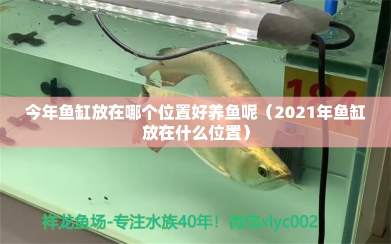 今年鱼缸放在哪个位置好养鱼呢（2021年鱼缸放在什么位置） 广州观赏鱼批发市场