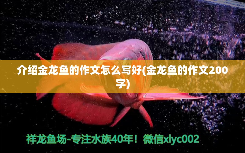 介绍金龙鱼的作文怎么写好(金龙鱼的作文200字)