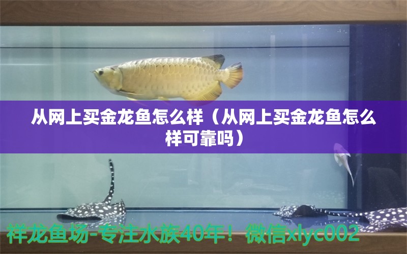 从网上买金龙鱼怎么样（从网上买金龙鱼怎么样可靠吗）