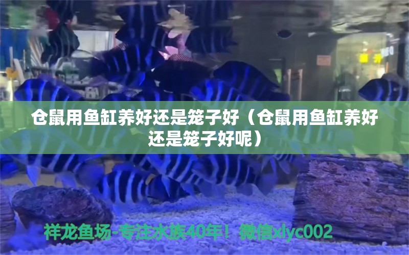 仓鼠用鱼缸养好还是笼子好（仓鼠用鱼缸养好还是笼子好呢）