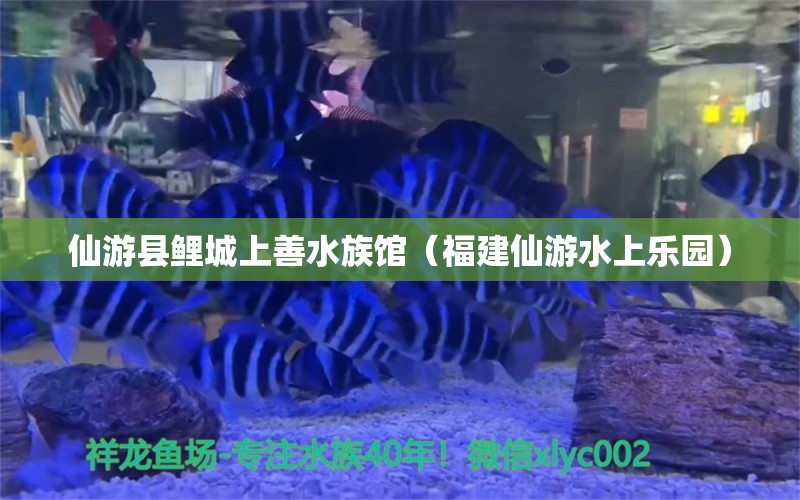 仙游县鲤城上善水族馆（福建仙游水上乐园）