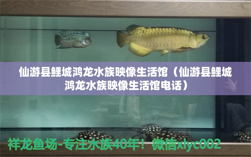 仙游县鲤城鸿龙水族映像生活馆（仙游县鲤城鸿龙水族映像生活馆电话） 全国水族馆企业名录