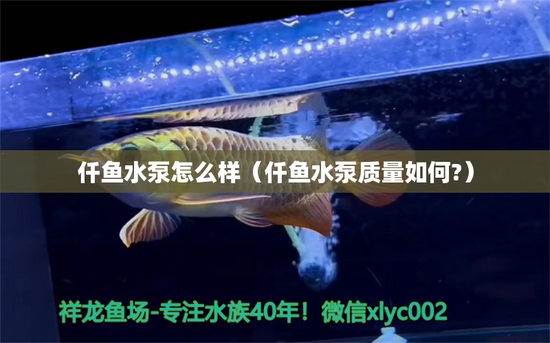 仟鱼水泵怎么样（仟鱼水泵质量如何?） 广州龙鱼批发市场