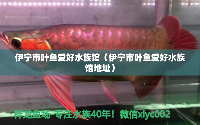 伊宁市叶鱼爱好水族馆（伊宁市叶鱼爱好水族馆地址）