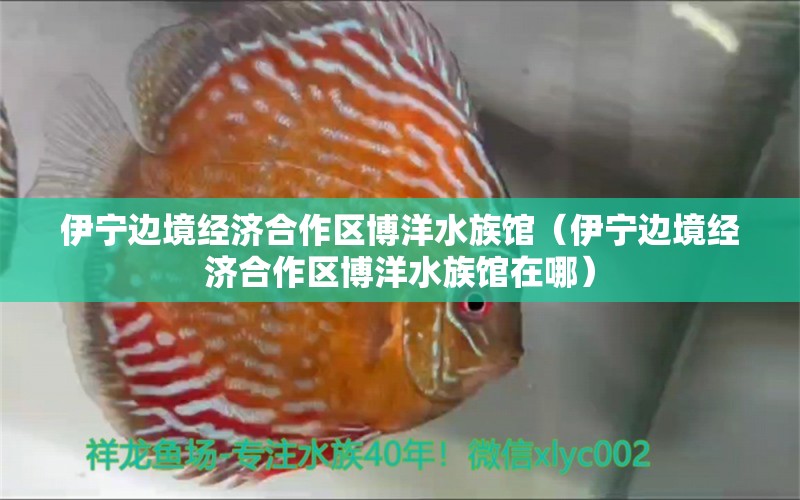 伊宁边境经济合作区博洋水族馆（伊宁边境经济合作区博洋水族馆在哪）