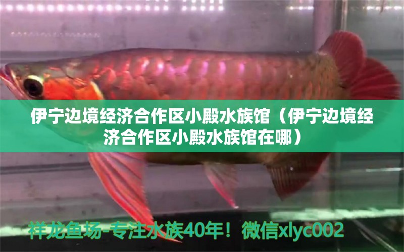 伊宁边境经济合作区小殿水族馆（伊宁边境经济合作区小殿水族馆在哪）