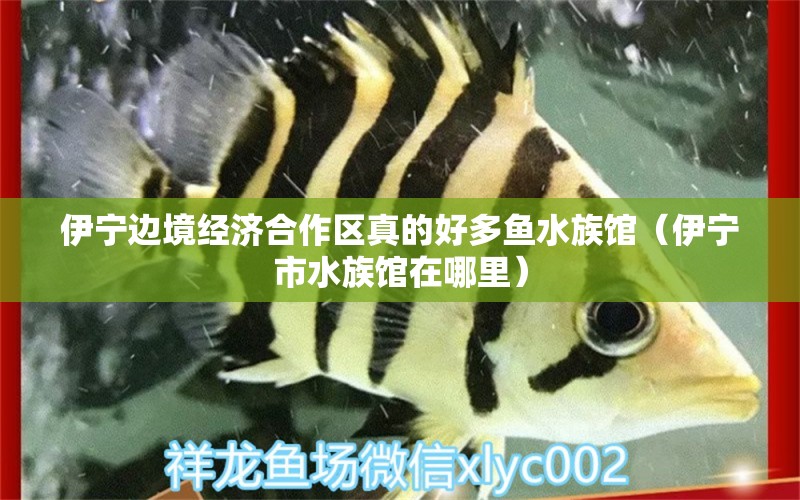 伊宁边境经济合作区真的好多鱼水族馆（伊宁市水族馆在哪里）