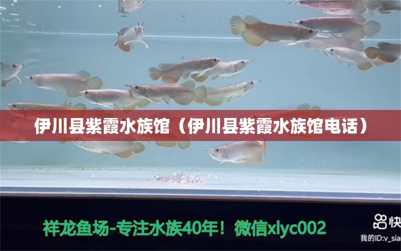 伊川县紫霞水族馆（伊川县紫霞水族馆电话）