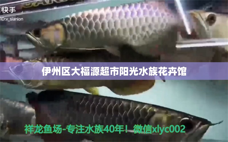 伊州区大福源超市阳光水族花卉馆 全国水族馆企业名录