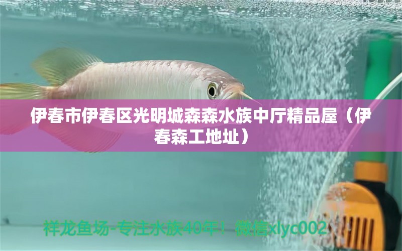 伊春市伊春区光明城森森水族中厅精品屋（伊春森工地址）