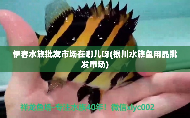 伊春水族批发市场在哪儿呀(银川水族鱼用品批发市场) 观赏鱼水族批发市场