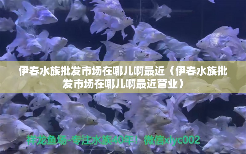 伊春水族批发市场在哪儿啊最近（伊春水族批发市场在哪儿啊最近营业） 广州祥龙国际水族贸易