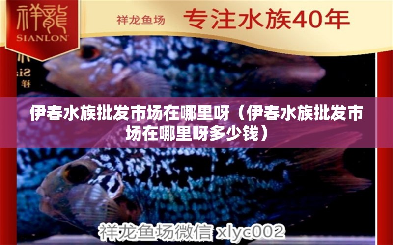 伊春水族批发市场在哪里呀（伊春水族批发市场在哪里呀多少钱）