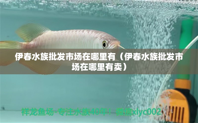 伊春水族批发市场在哪里有（伊春水族批发市场在哪里有卖） 观赏鱼水族批发市场