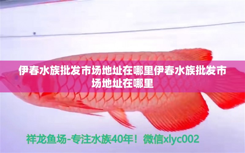 伊春水族批发市场地址在哪里伊春水族批发市场地址在哪里