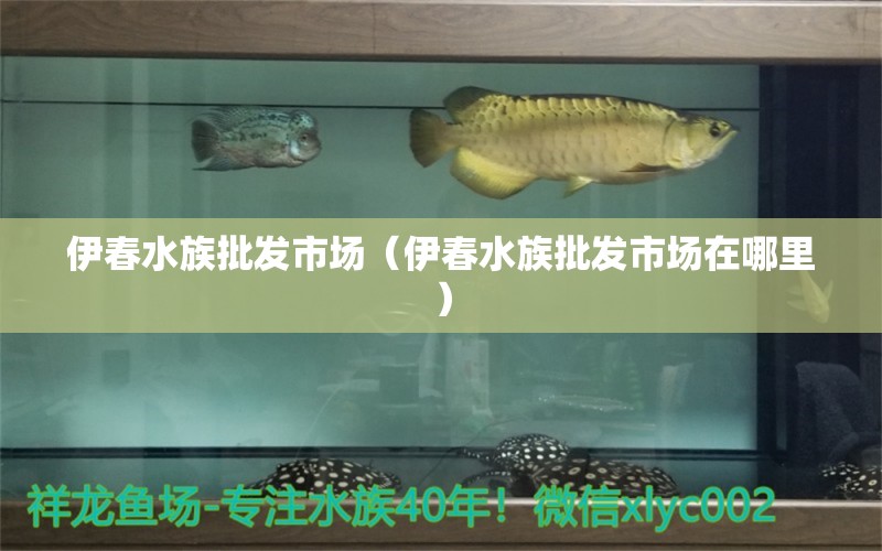 伊春水族批发市场（伊春水族批发市场在哪里） 观赏鱼水族批发市场