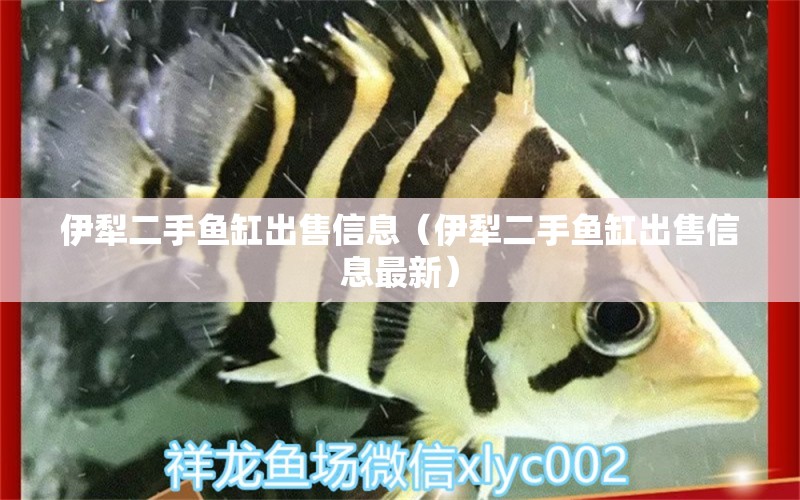 伊犁二手鱼缸出售信息（伊犁二手鱼缸出售信息最新） 广州龙鱼批发市场