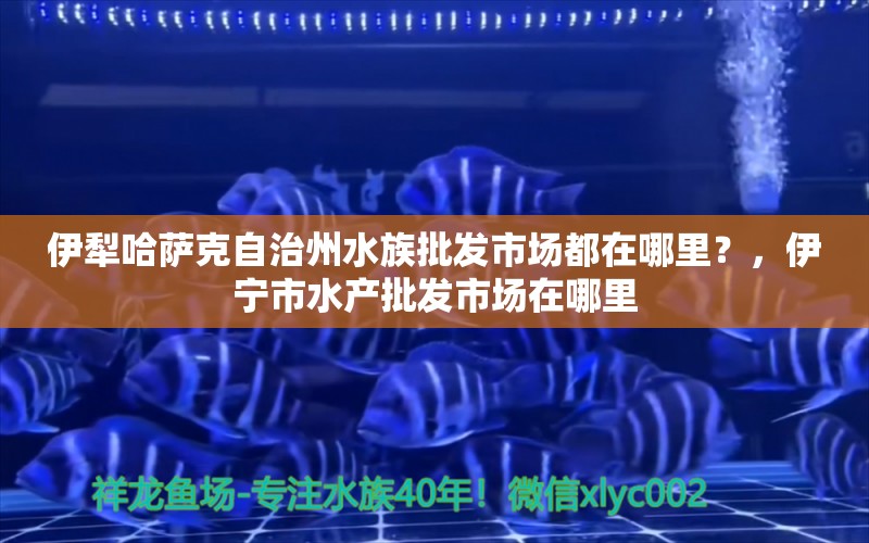 伊犁哈萨克自治州水族批发市场都在哪里？，伊宁市水产批发市场在哪里 观赏鱼水族批发市场 第1张