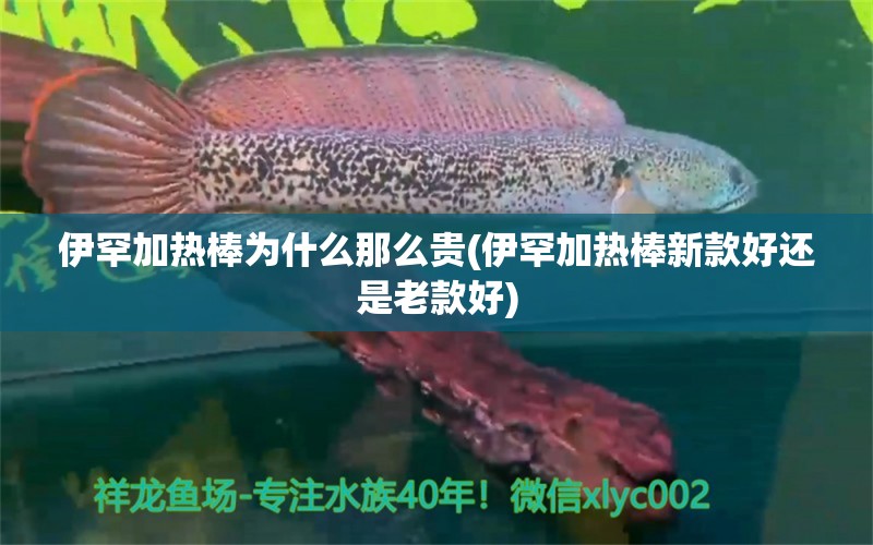 伊罕加热棒为什么那么贵(伊罕加热棒新款好还是老款好)